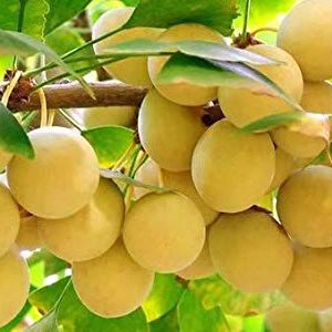 Gingko
